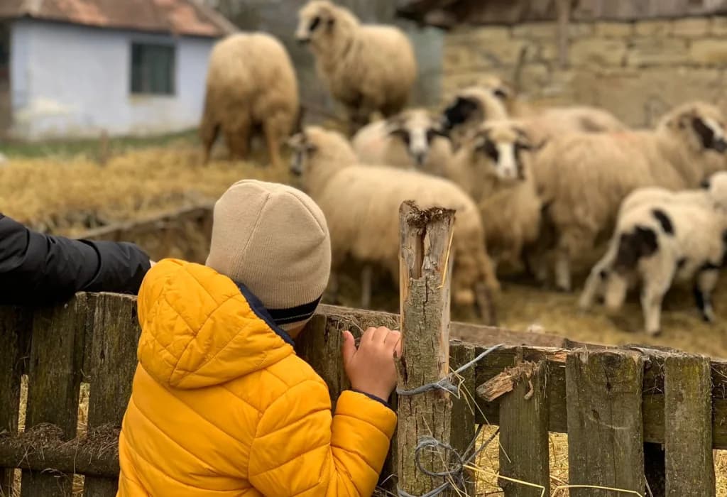 Un copil privește oile peste gardul unei gospodării